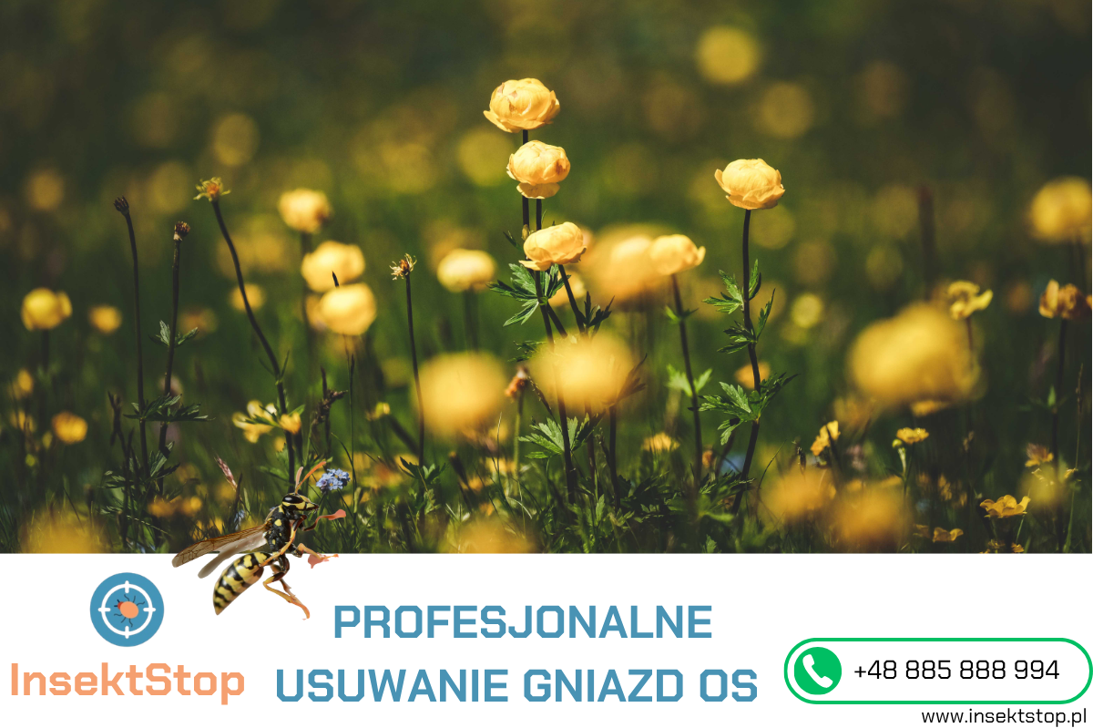 usuwanie gniazd os i szerszeni insektstop